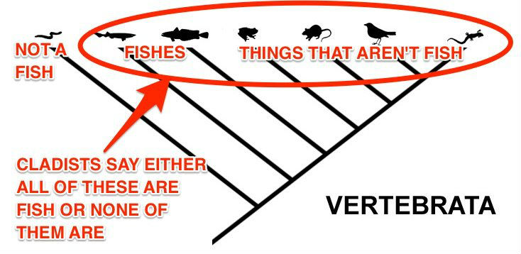 vertebrates-cladogram-fish-skitch
