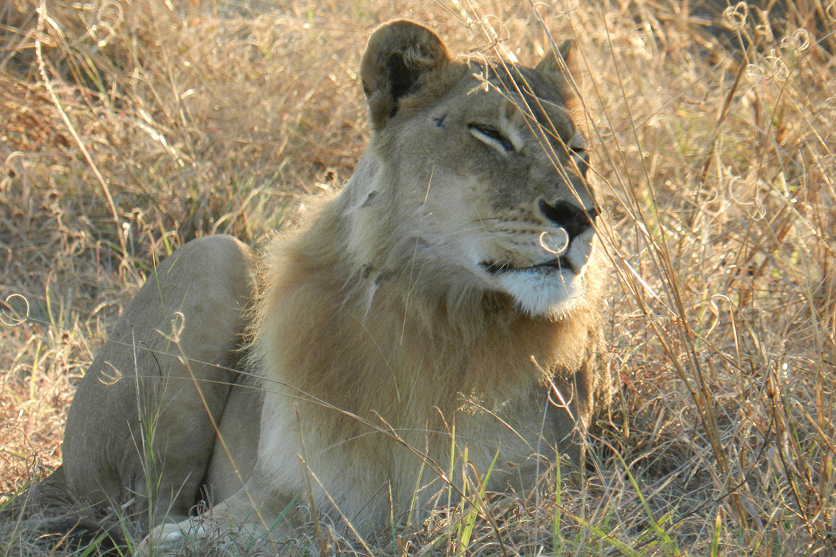 These 5 lionesses have grown manes and are starting to act ...