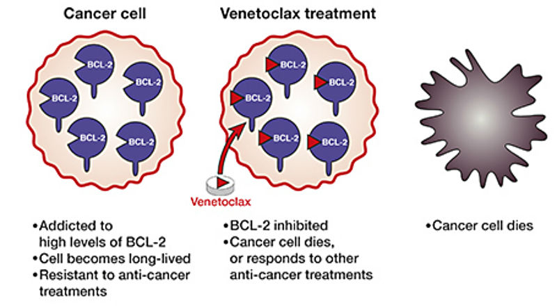 venetoclax-action