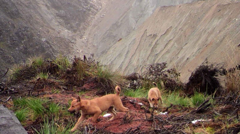 Uus-Guinea mägismaa metsiku koera kutsikad.
