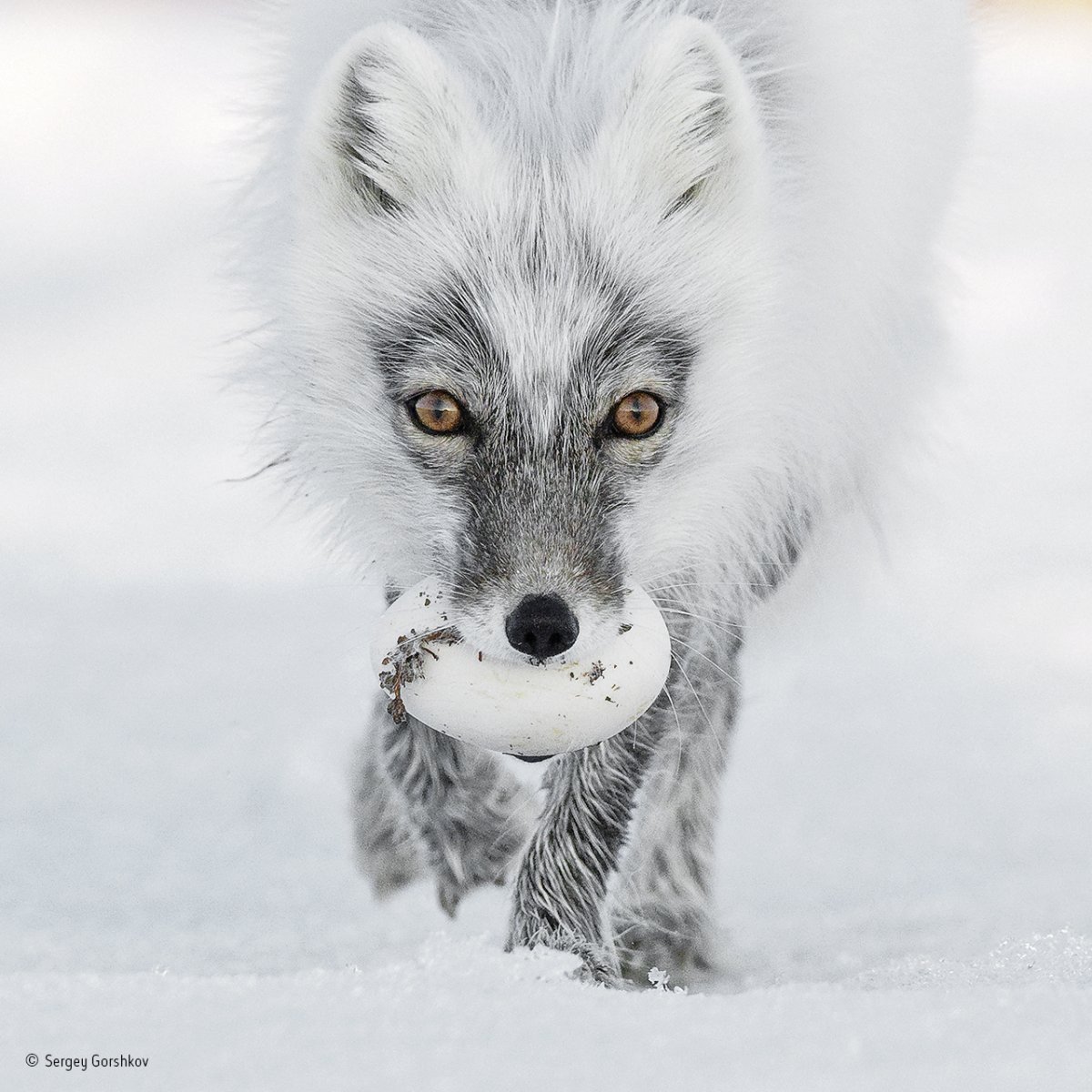 an arctic fox photographed on wrangel island in the arctic ocean managed to snatch a treasure from the nest of a snow goose its likely to bury the egg in the tundra where it will stay preserved