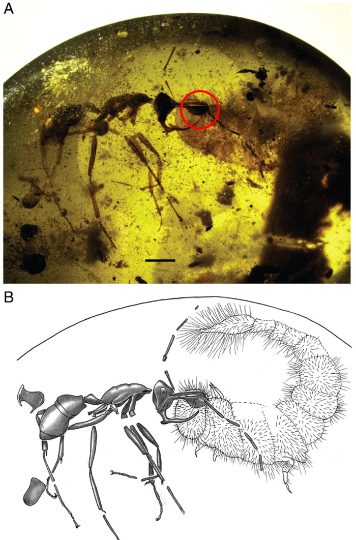 hell ant with jaws and beetle larva annotated