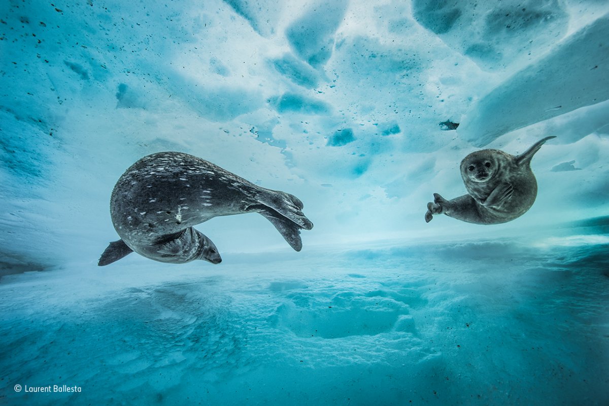 in east antarctica a mother weddell seal introduced her pup to the underwater frozen labyrinth