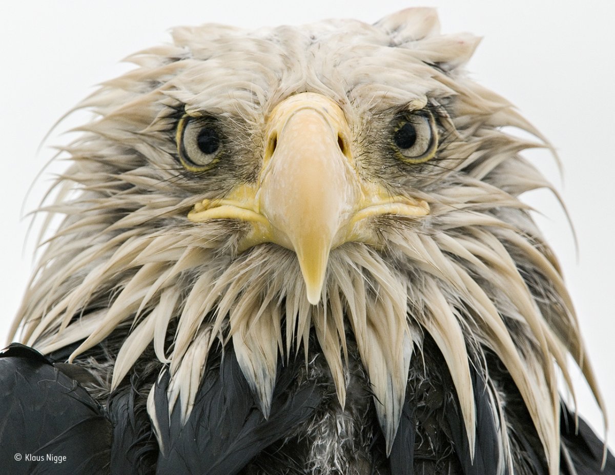 soaked through by days of constant rain this bald eagle was photographed at dutch harbor on amaknak island in alaska