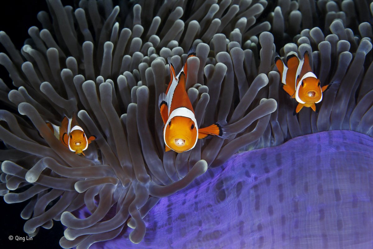 these clown anemonefish are protected by a stinging anemone in lembeh strait in north sulawesi indonesia peeping out from their mouths you can see a parasitic crustacean living inside them