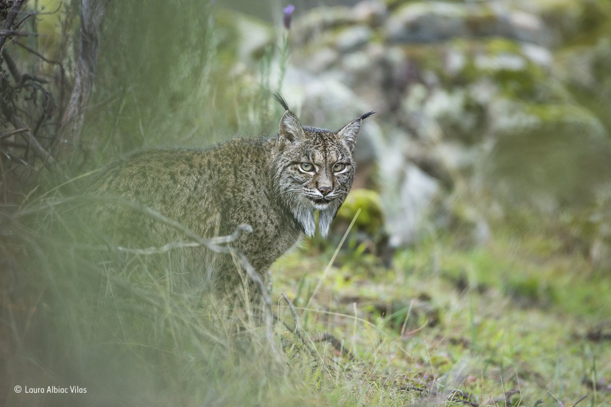 this iberian lynx spotted in the sierra de andjar natural park in southern spain is a rare creature that feeds almost exclusively on rabbits