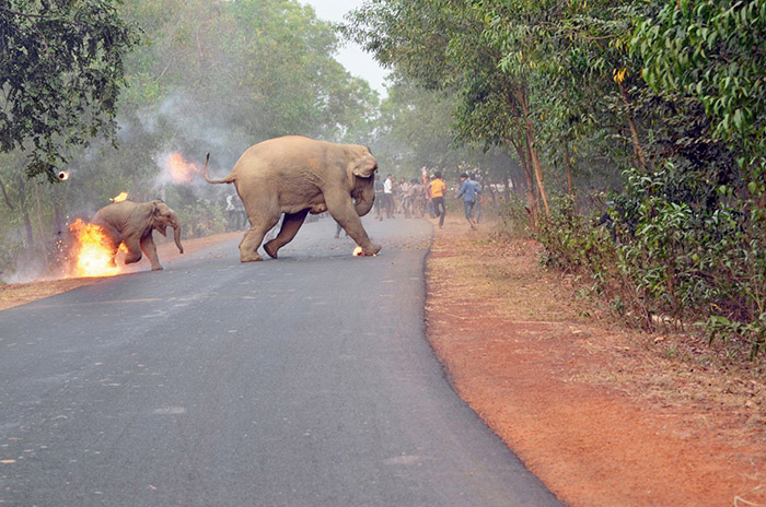 elephants india fire award photo