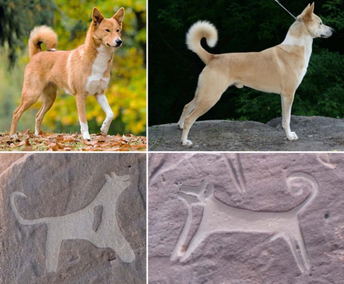 rock art dogs canaan