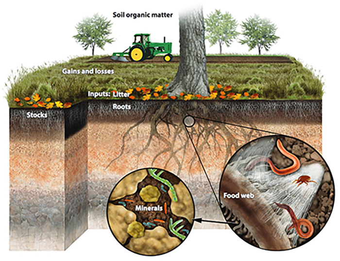 soil carbon 2