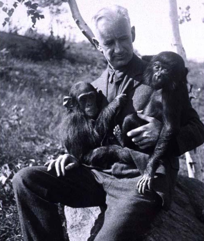 722 oliver humanzee chimp hybrid 2