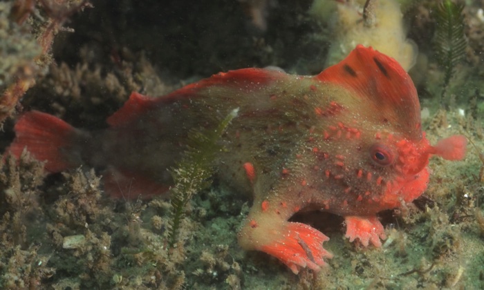 935 red handfish worlds rarest 3