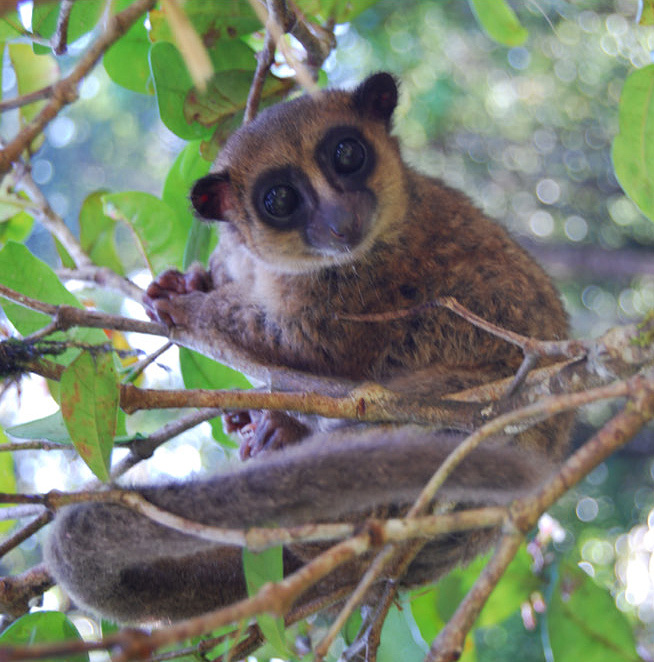 groves dwarf lemur body 2