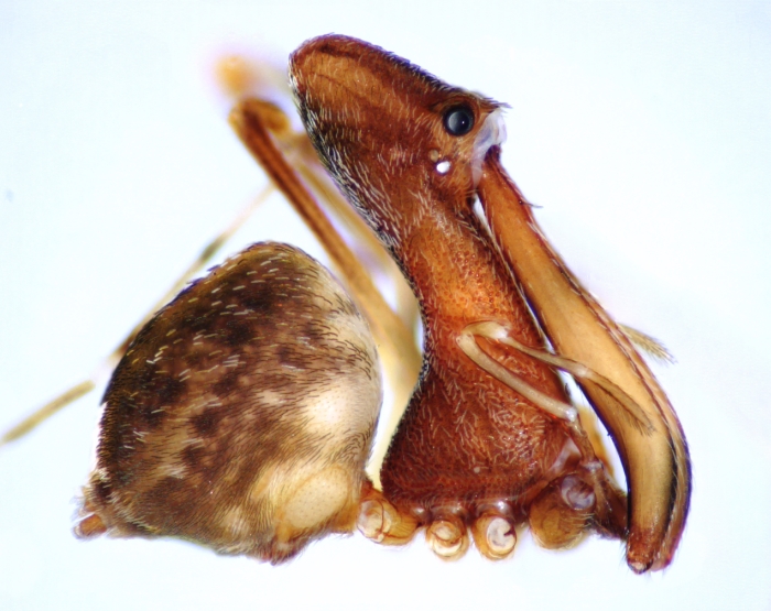 pelican spider side view