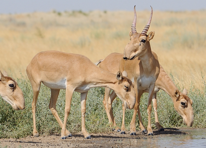 saiga antelopes