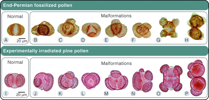 ozone malformed pollen