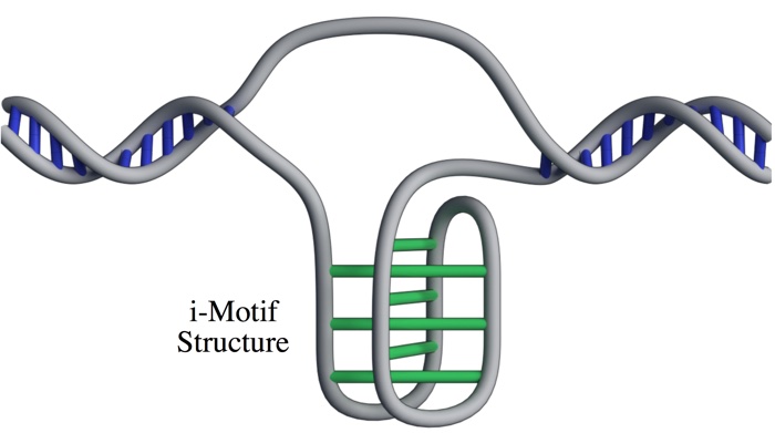 019 dna i motif structure living cells 2
