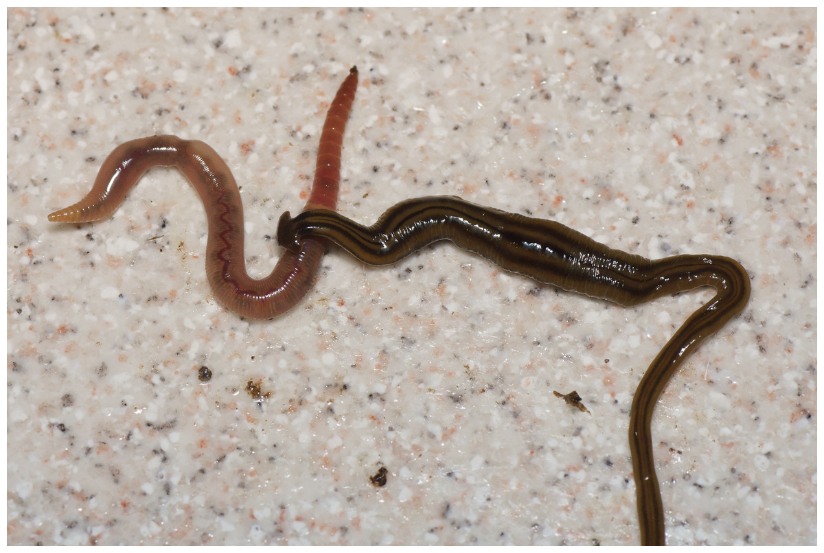 B. kewense, feeding on an earthworm. (Pierre Gros/CC-BY 4.0)