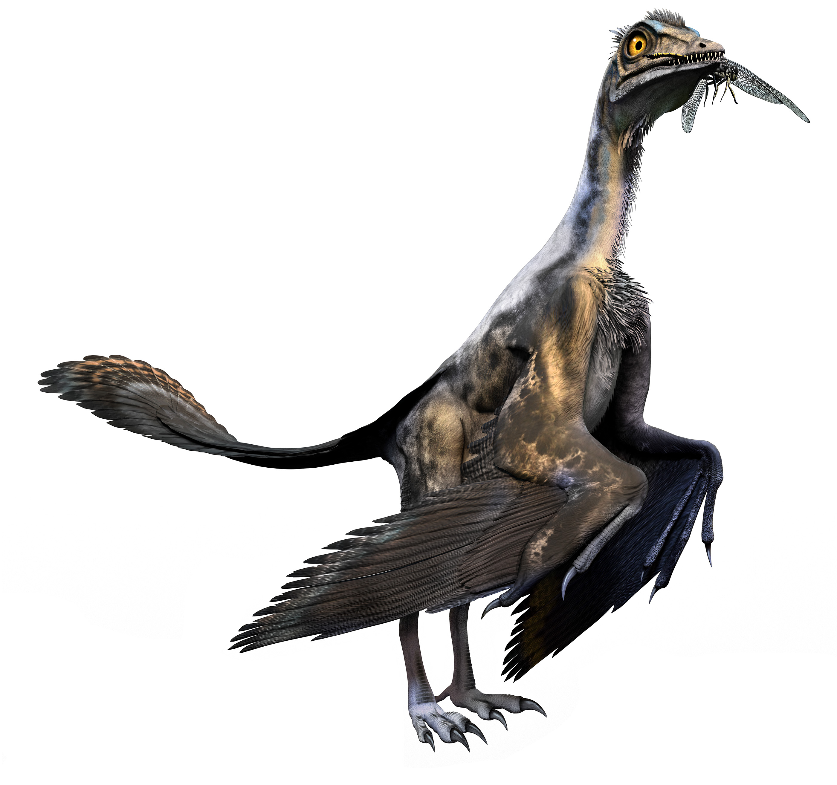 A bird ancestor, archaeopteryx (Warpaintcobra/iStock)