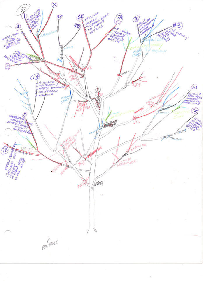 Tree of 40 Fruit tree 071 diagram