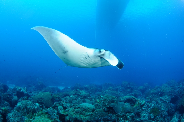 manta ray 2