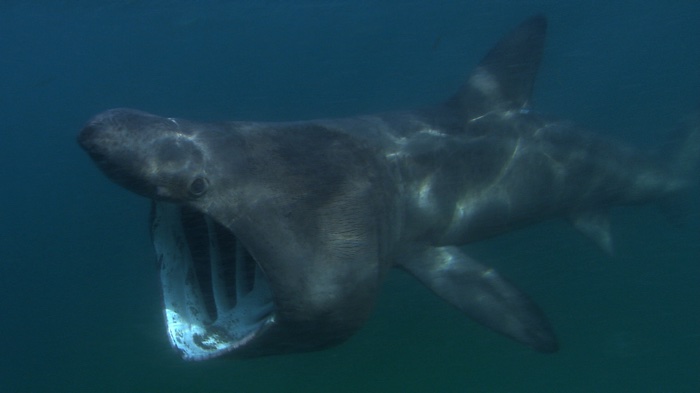 830 basking shark tracking 2