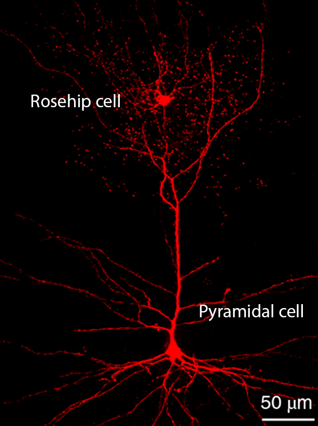 rosehip neuron and pyramidal neuron
