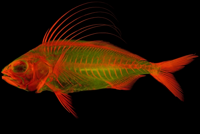 skeletal imaging roosterfish