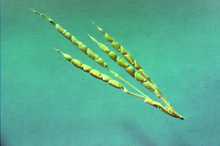 teosinte ancestor of corn