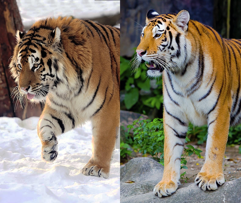 Siberian tiger (left) and Bengal tiger (right). (Byrdyak/piyagoon/iStock)