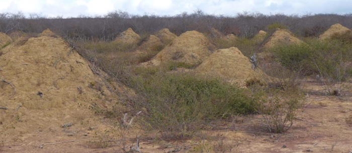 025 termite mounds brazil 2