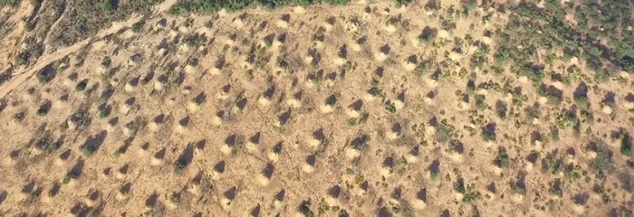 025 termite mounds brazil 2
