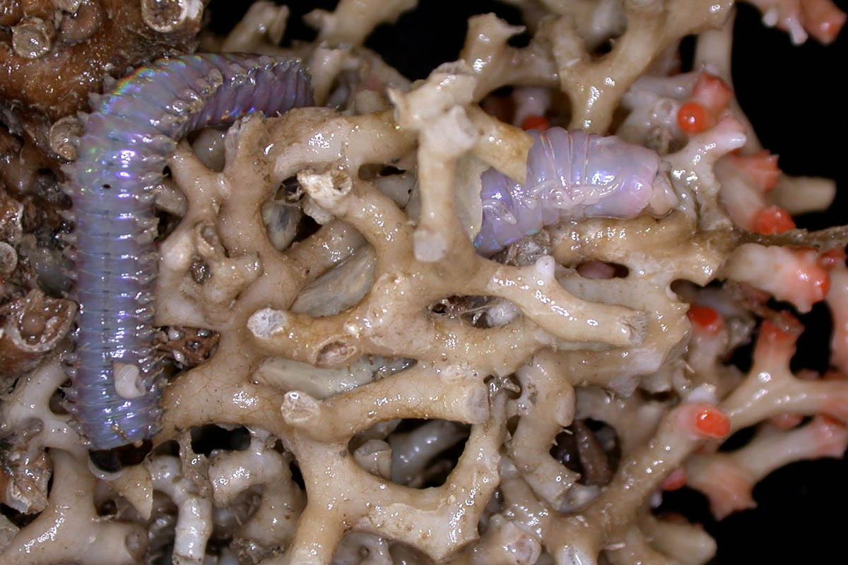 A Eunicidae polycahaete worm on Solenosmilia coral Image CSIRO