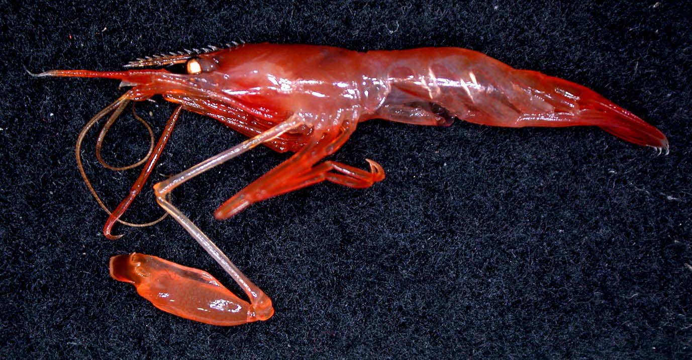deepwater hippolytid shrimp with large hooked claw to clean coral and get food Image CSIRO