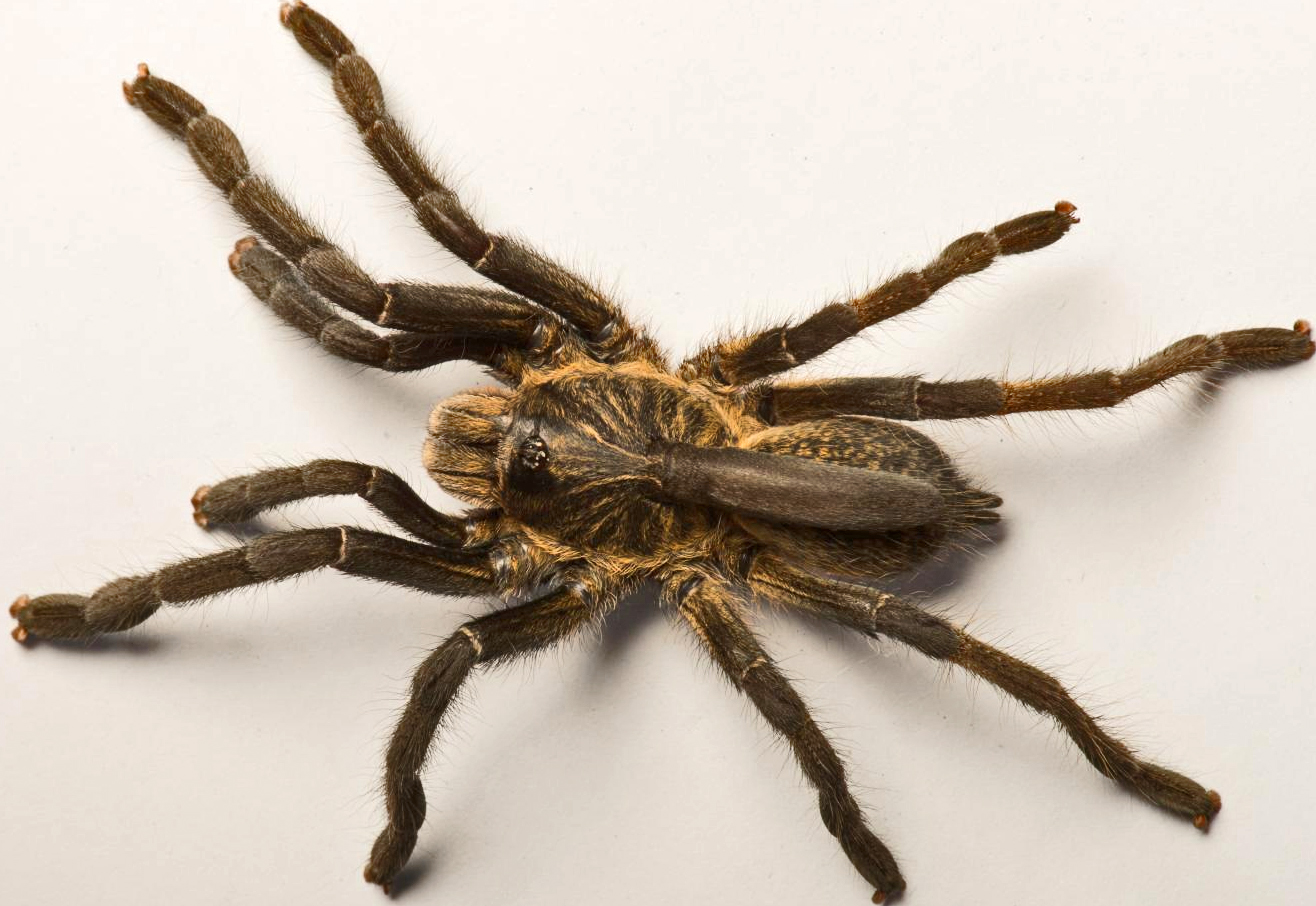 The newly described tarantula species Ceratogyrus attonitifer (Ian Enelbrecht/CC-BY 4.0)