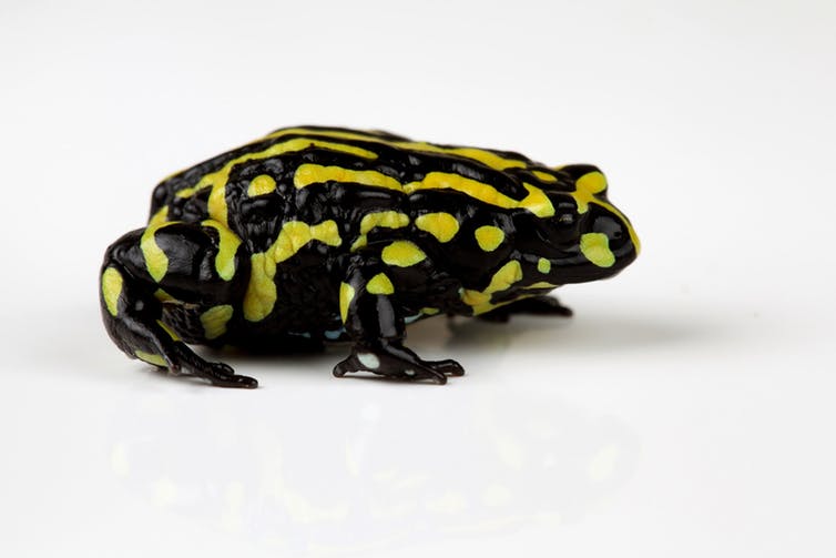 The southern corroboree frog: hopefully not a disappearing icon. (Corey Doughty)