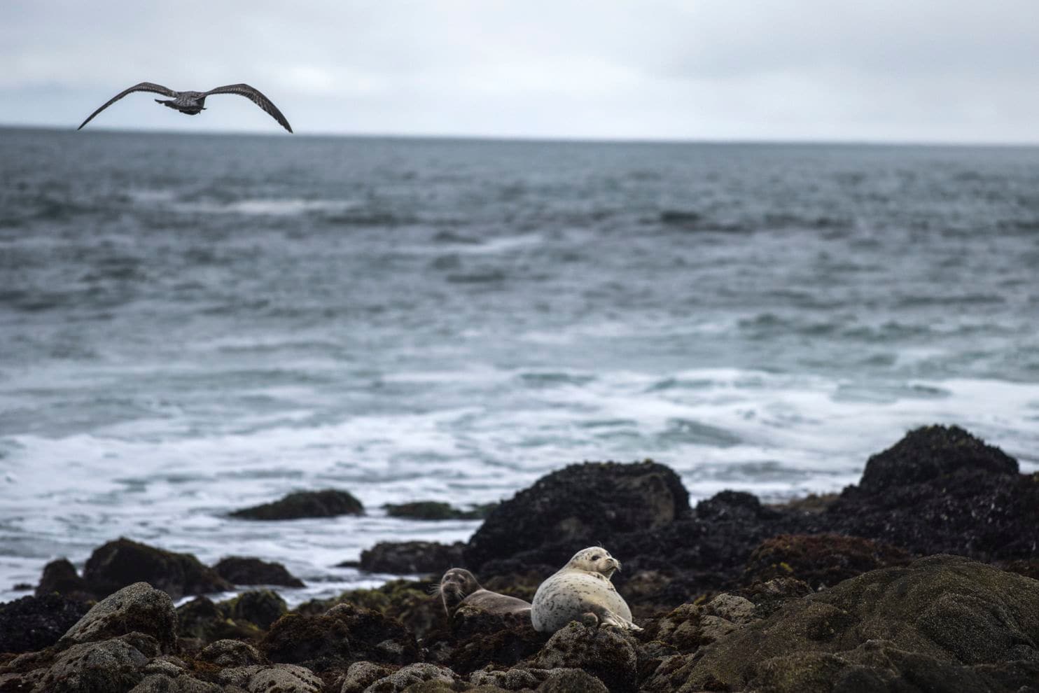 Elephant seal pups lie on rocks at Horseshoe Cove. (Michael Robinson Chavez/The Washington Post)