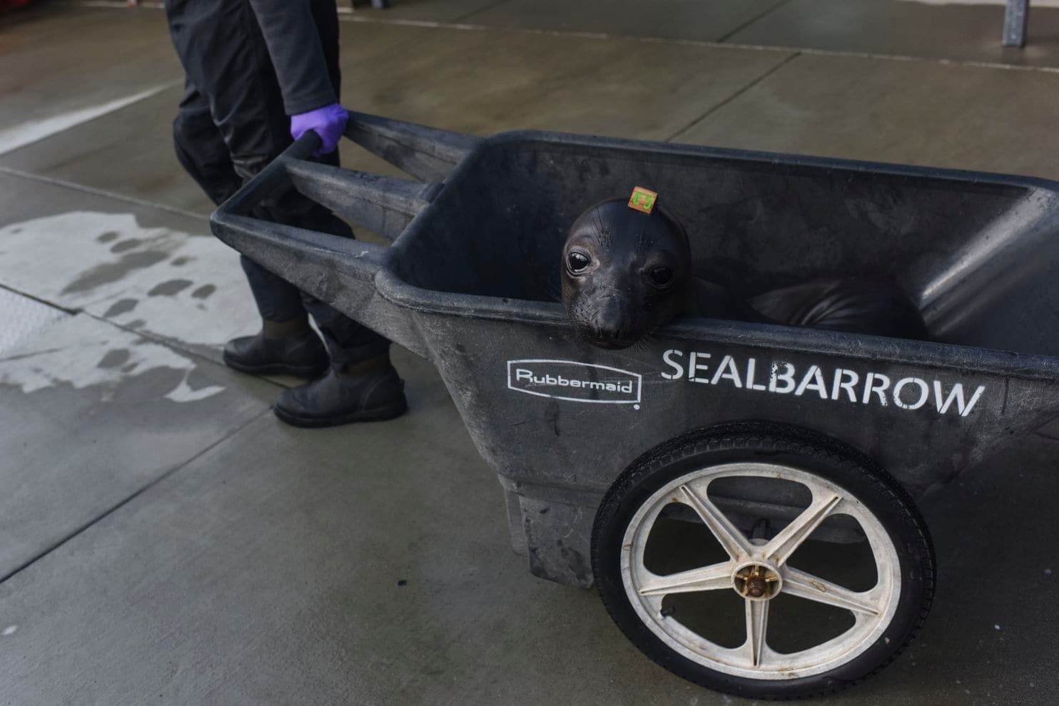 Seals are transported from their pens to medical exams. (Michael Robinson Chavez/The Washington Post)