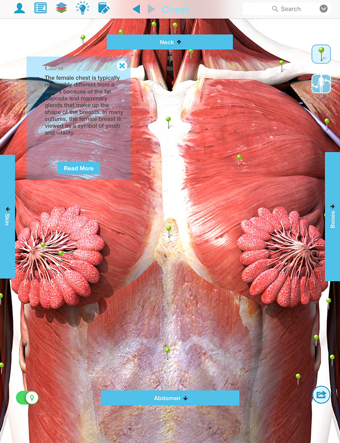 female chest muscle anatomy screenshot 1