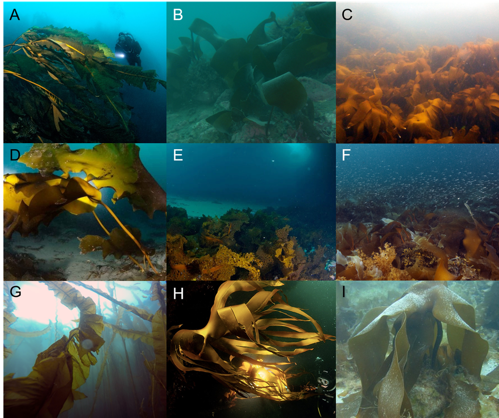 Examples of Arctic kelp forests from greenland (A) to Norway (I). (Karen Filbee-Dexter, Author provided)