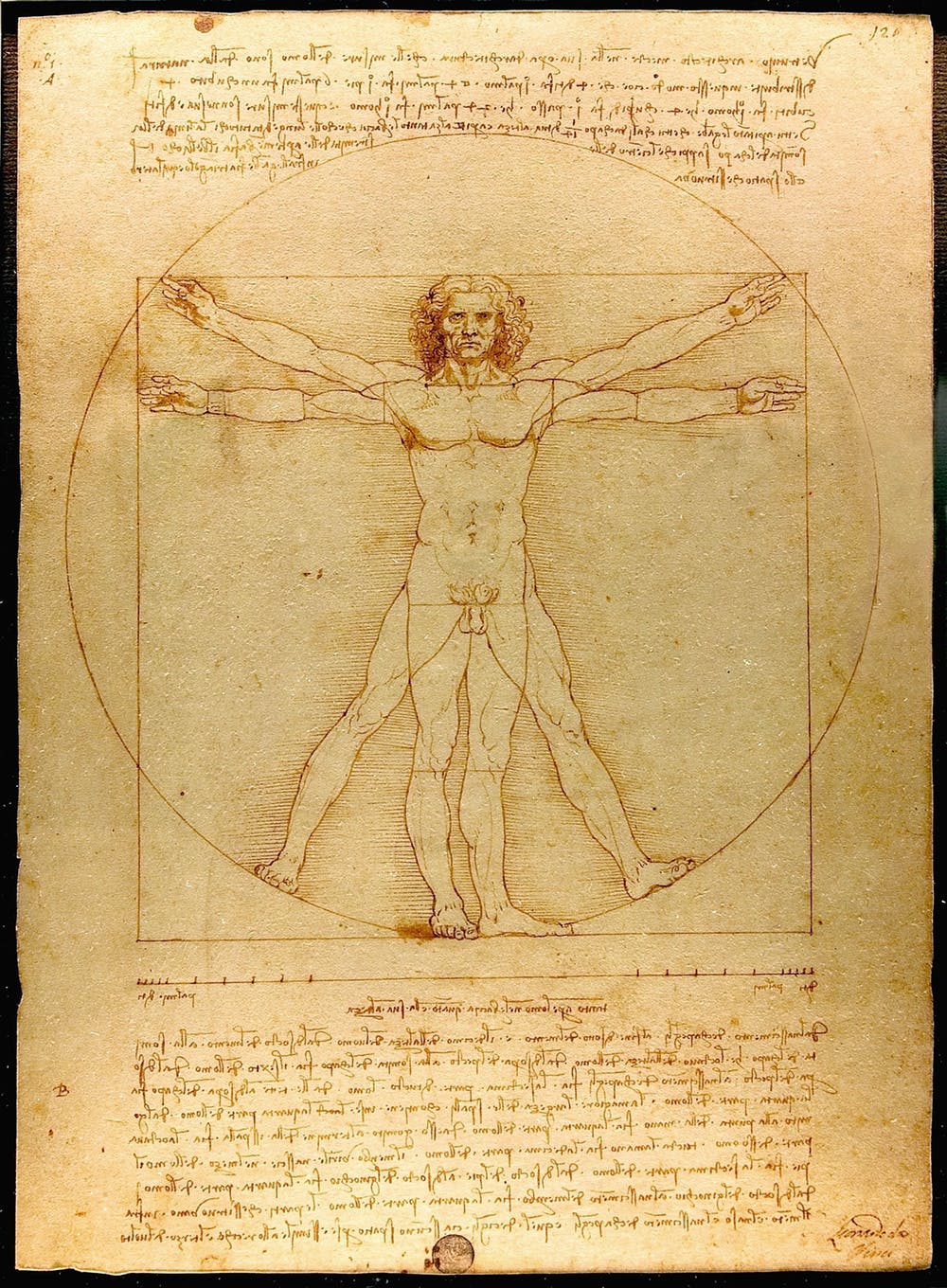 Leonardo da Vinci's Vitruvian Man. (Luc Viatour / https://Lucnix.be)