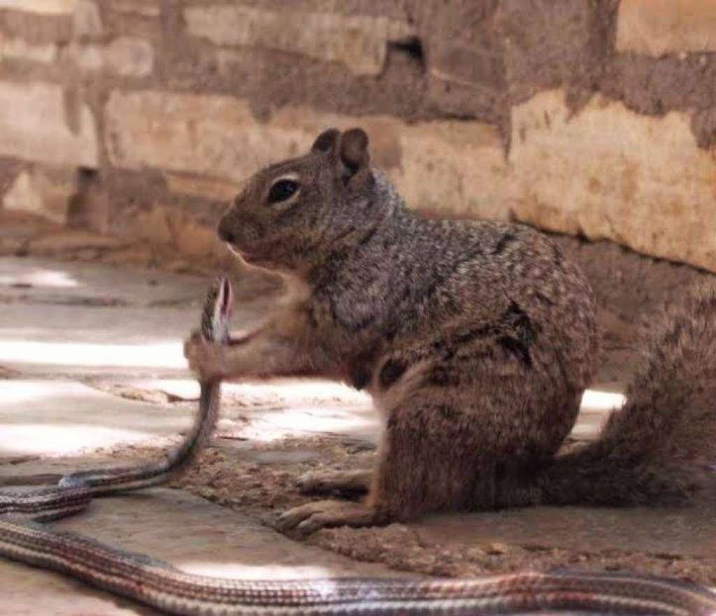 squirrel eating snake part 1