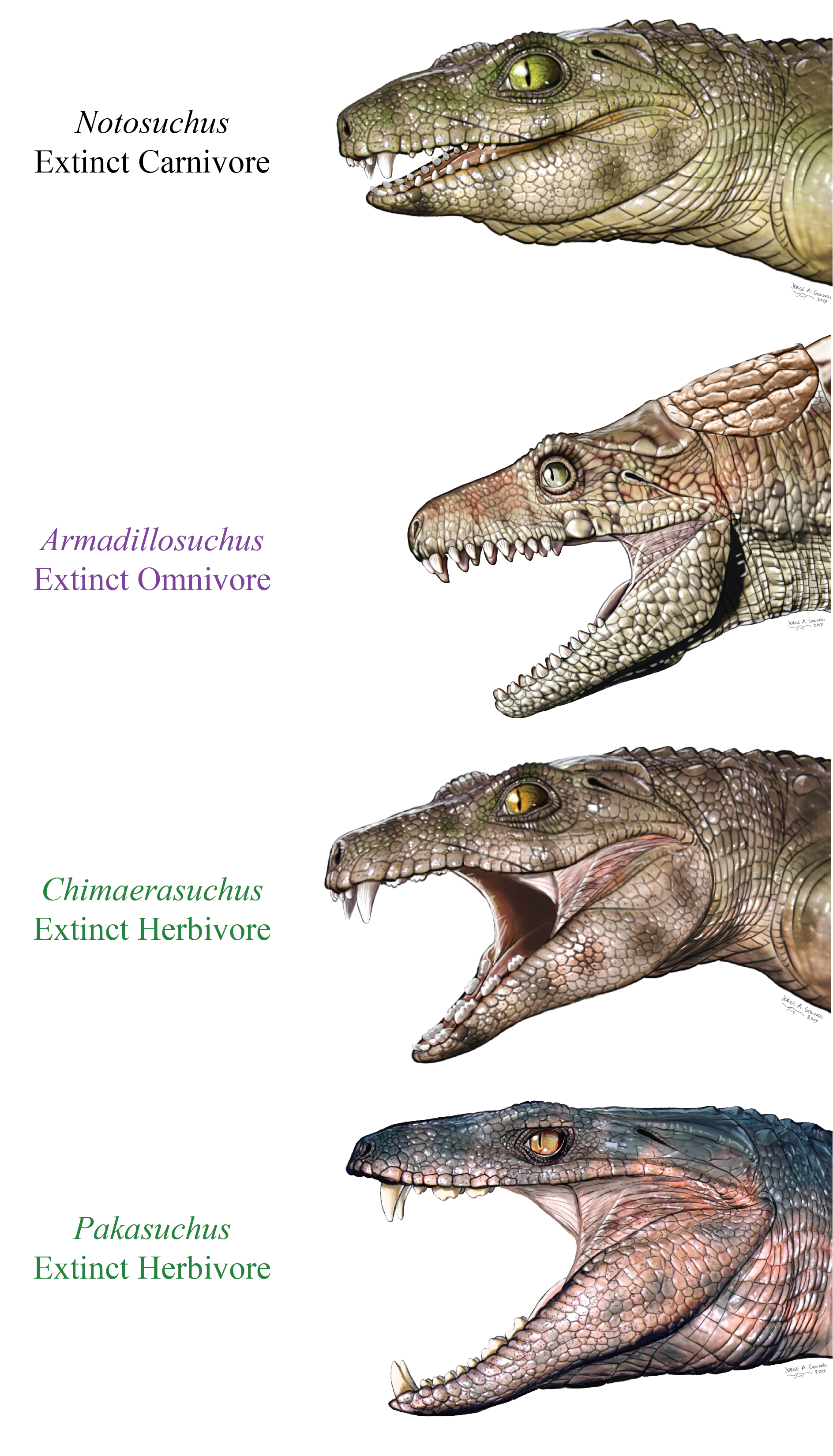 Crocodyliform life reconstructions Credit Jorge Gonzalez