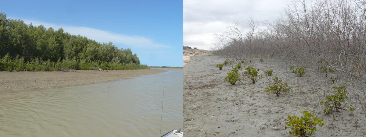 Healthy mangrove forest (left) and dead mangrove forest (right) at Flinders River. (Robert Kenyon)