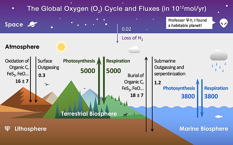 Ciclo de oxígeno global de 800 px