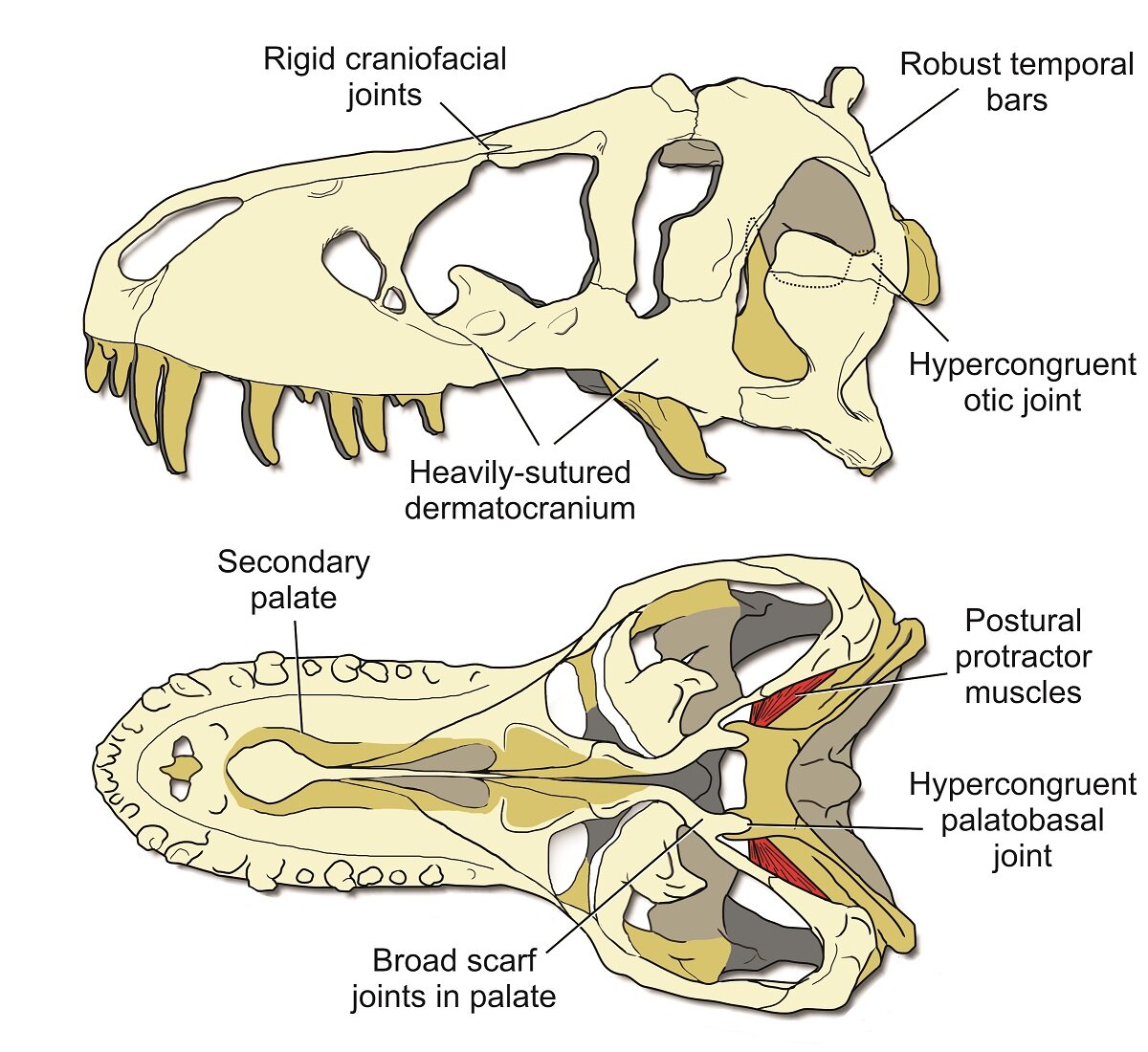 Key features of a stiff <em>T. rex</em> skull. (University of Missouri)