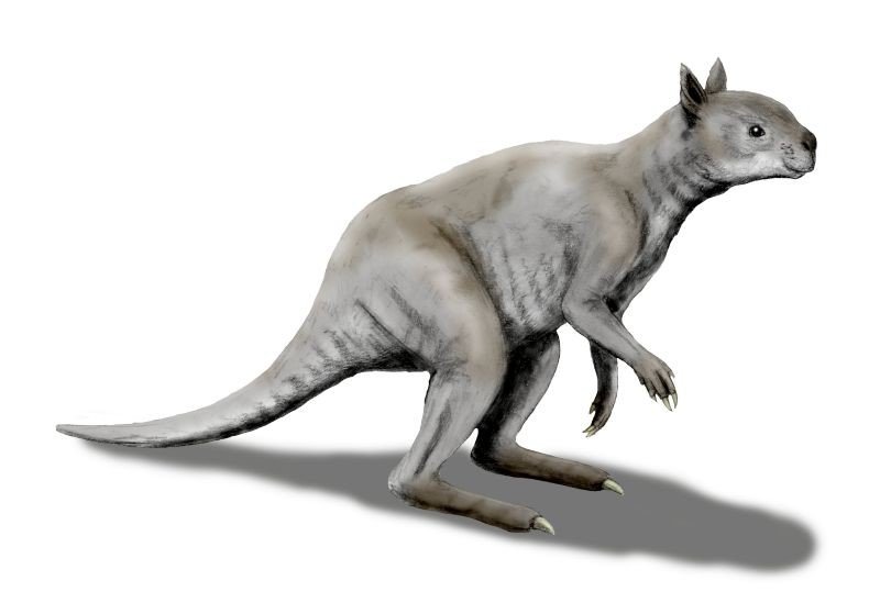 Artistic reconstruction of the short-faced kangaroo disappeared. (N. Tamura)