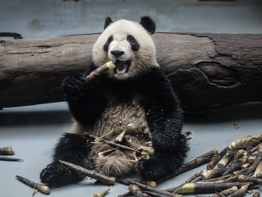 A giant panda munching on tough bamboo. (Wang He/Getty Images)