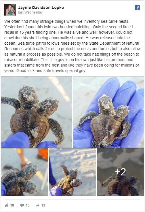 publicación de Facebook de dos cabezas de tortuga bebé