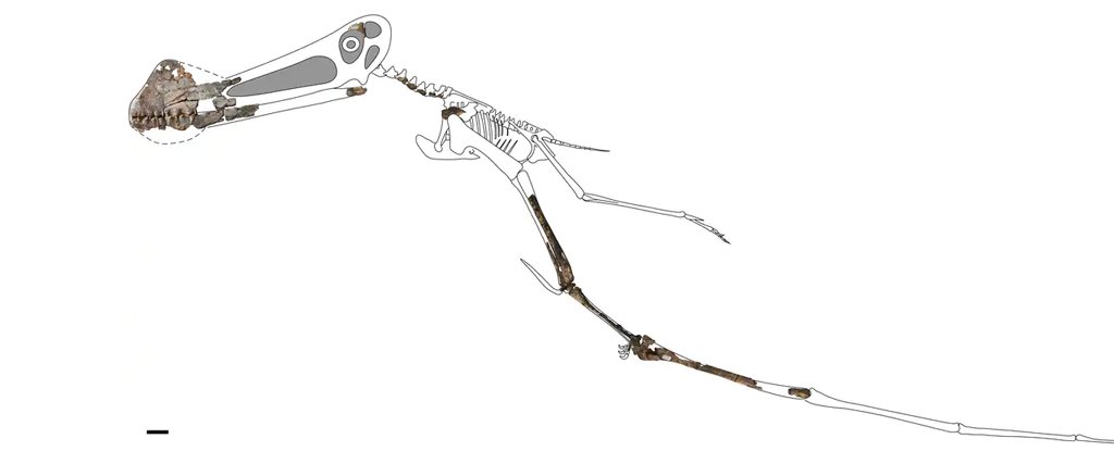 PterosaurioFósilAus4m 1024