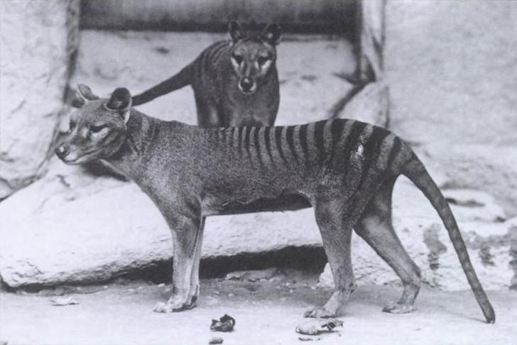 Thylacine (E.J. Keller Baker/Wikipedia)